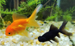 宠物鱼什么鱼最好养活（养什么宠物鱼比较有价值）