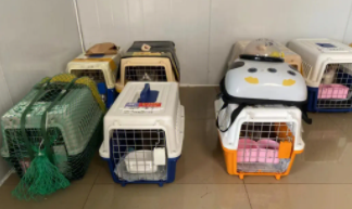 托运活体宠物价格表大全（活体宠物托运多少钱晋喜宠物托运专注）