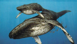 鲸鱼是什么动物进化而来的（鲸鱼是什么动物演变的）