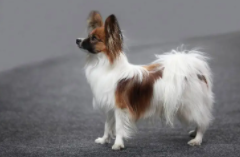 蝴蝶犬的优缺点及性格（蝴蝶犬的优缺点及性格介绍）