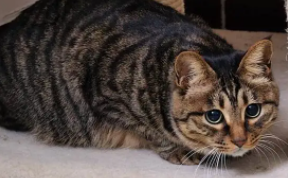 狸花猫多少钱一只正常价国（狸花猫猫价格多少钱一只）