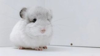 适合小学生养的小宠物有哪些（小学生养什么宠物最好?不是狗）