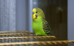 什么鸟最认主人可以放飞呢（什么鸟认主人可以散养）