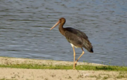 中国一级珍稀鸟类（中国一级珍稀鸟类数量）