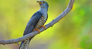 寄养鸟多少钱一天啊（寄养大概多少钱）