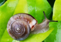 雌雄同体的动物都有哪些种类（雌雄同体的动物特点）