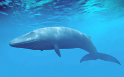 最大的动物是什么（世界上已知最大的动物是什么）