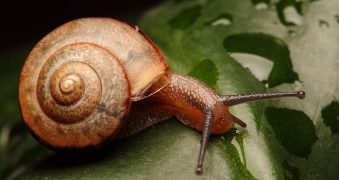 高等动物雌雄配子的形成过程（高等动物雌雄配子的形成过程图解）