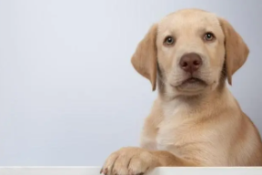 拉布拉多犬的智商排名（拉布拉多犬的智商排名第几）