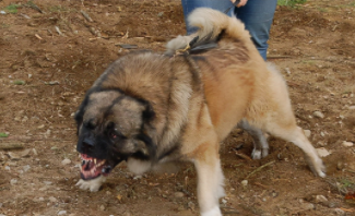 高加索犬和坎高犬哪个大（高加索犬与坎高犬）