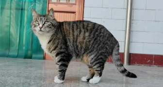 狸花猫各种花色名称大全（狸花猫什么花色是稀有品种）