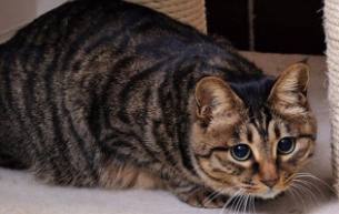 中国狸花猫咪值多少钱一只（中国狸花猫多少钱一只正常价）