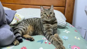 猫丢了附近都找了没有咋办农村（猫丢了附近没找到）