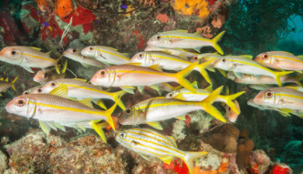 海水鱼群游品种（海水鱼群游品种大全）