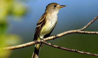 扫一扫识别鸟类的软件叫什么（扫一扫识别鸟类全知道）