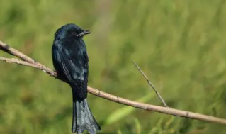 拍照识别鸟类品种（拍照识别鸟类品种的软件）