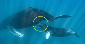 鲸鱼是哺乳动物吗怎么喝奶（鲸鱼是哺乳动物吗怎么喂奶）