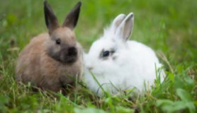 兔子怎么养最简单方法（兔子怎么养最简单方法图解）