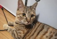 国外狸花猫真的很贵吗知乎（国外狸花猫真的很贵吗知乎文章）