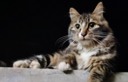 狸花猫英文怎么说怎么写（狸花猫的英文怎么说）