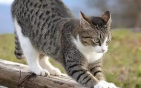 狸猫的英文怎么说（猫狸英语怎么说）