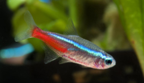 常见的观赏鱼（常见的观赏鱼品种有哪些）