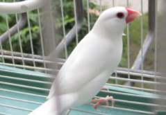 飞机可以托运宠物鸟吗（飞机可以托运宠物鸟吗现在）