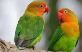 什么鸟好养又与人亲近（什么鸟好养又与人亲近不跑的）