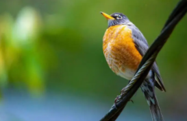 鸟类识别免费软件（识别鸟类的软件哪种最好?）