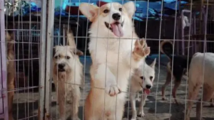 北京最有名的宠物市场（北京宠物市场哪个好）