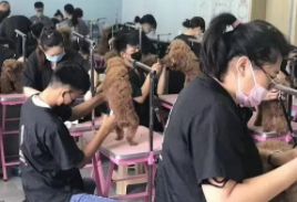 宠物美容师证怎么考是国家认证的吗（宠物美容师证怎么考取）