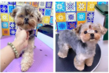 宠物美容师考证有必要吗（宠物美容师必须要持证上岗吗）