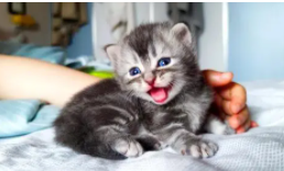 最便宜的小猫多少钱一只啊（最便宜的小猫多少钱?）