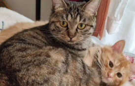 狸花猫一般多少钱一只（狸花猫一般多少钱一只幼崽）