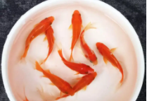 十大最好养的冷水鱼排行（冷水鱼什么品种最好养）