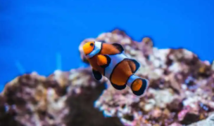 十大适合新手养的海水鱼（十大适合新手养的海水鱼）