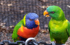 什么鸟养熟了不会飞走（哪种鸟养着不会飞走）