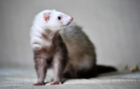 宠物貂认主人吗（宠物貂认主人吗怎么养）