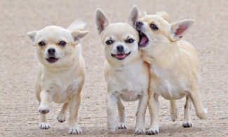 长不大的小型犬品种（小型犬品种大全）