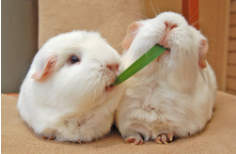 小白兔一般吃什么食物（小白兔吃什么食物才能养活）