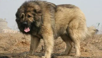 高加索猎狼犬与高加索犬的区别（高加索猎狼犬与高加索犬的区别是什么）