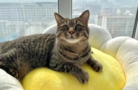 狸花猫的毛色分类有哪些（狸花猫的毛色分类有哪些呢）