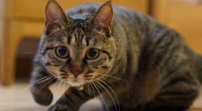 古代对狸花猫的雅称是什么（古代对狸花猫的雅称是什么意思）