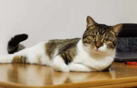 狸花猫被cfa取消认证会怎么样（狸花猫被cfa取消认证会怎么样吗）