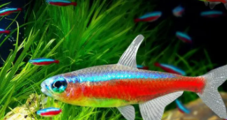 家养什么鱼好看又好养（家养什么鱼好看,好养）