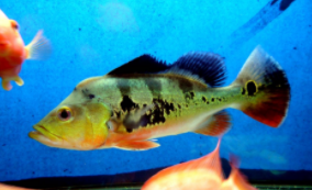 扫一扫就知道是什么鱼（扫一扫就知道是什么动物）