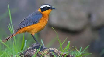 鸟类大全带鸟名称（鸟类大全带鸟名称生僻字）