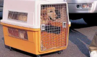 什么快递可以运送宠物（什么快递可以运送宠物狗）