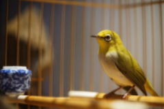 适合当宠物的鸟（适合当宠物鸟的鸟）