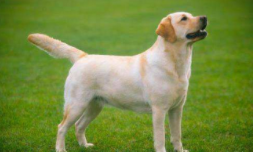 宠物狗都有什么品种（宠物狗的品种有多少种）